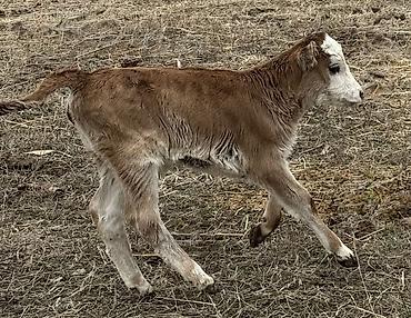 Коровы, быки: Продаю | Тёлка | На откорм — 3