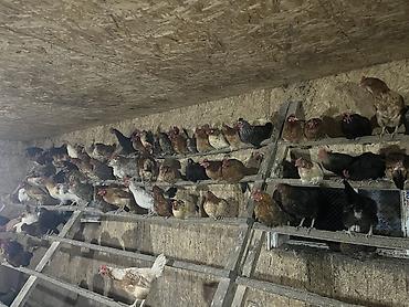 Toyuqlar: Salam. Məhsul: Azad otlaqda saxlanılan yerli toyuqlar və xoruzlar — 8