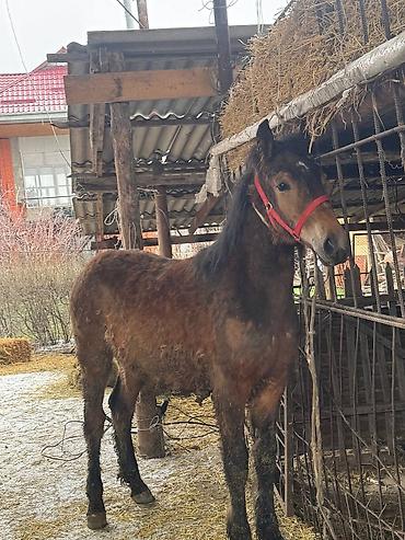 Лошади, кони: Продаю | Жеребец, Жеребенок — 4