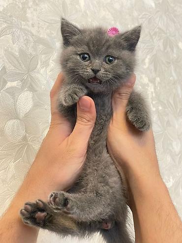 Pişiklər: Şotland, Erkək, Dişi — 17