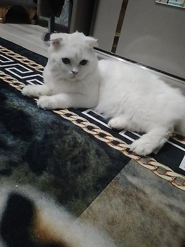 Кошки: Pişik balaları – ağ tüklü, yumşaq və uzun tüklü - Növ: ev pişiyi — 7