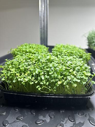 Микрозелень: Микрозелень в Бишкеке Горох подсолнечник, брокколи, горчица, редис — 10