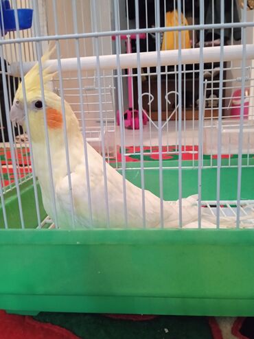 клетки для птицы: Продаю попугая Карелла молодой красивый умный обучаемый прирученный с