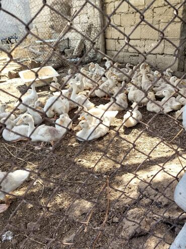 Toyuqlar: Ördək balaları fermalarda və ya həyətdə saxlamaq üçün uyğundur. Bu
