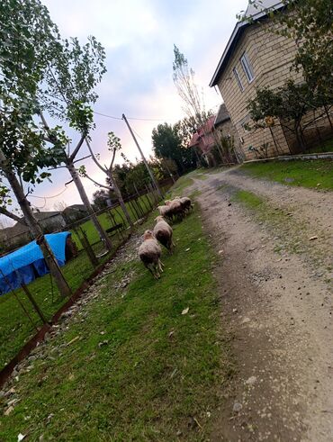 Kənd təsərüfatı heyvanları üçün digər mallar: 🌾 Lənkəranda bağda saxlanılan quzular 🐏 Təmiz, sağlam və ətli 💚 — 9