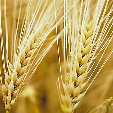 ячмень озимый: Продам арпа ячмень чистый! — 1