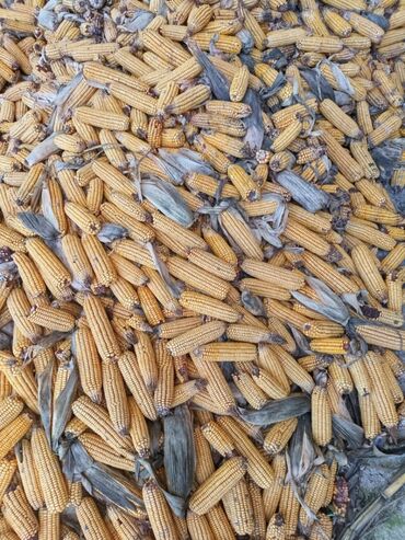 семена кукурузы майами в бишкеке: Семена и саженцы Кукурузы, Самовывоз