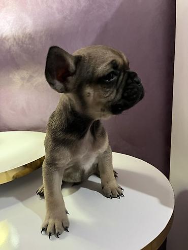 Psi: Francuski buldog – štenad - Rasa: Francuski buldog (kompaktno telo — 7