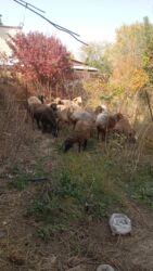 сколько стоит собака породы доберман: Продаю | Овца (самка), Ягненок, Баран (самец) | Эдильбаевская, Гиссарская, Арашан | На забой, Для шерсти, Для разведения