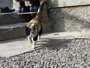метис персидской кошки: Отдам кошку в добрые руки. Пришла к нам сама, видать домашняя, людей