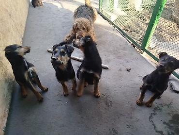 Отдам даром собаку: Щенки среднего типа,метисы,4 месяца, жёсткошёрстные, окрас — 7