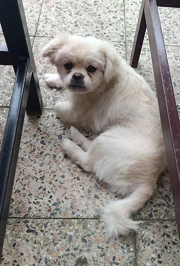 dekorativ dovşan: Pekines, 3 ay, Erkək, Peyvəndli — 4