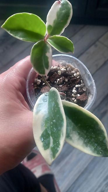 uzun: Məhsul: Hoya Krimson Queen ‘Tricolor’ (variegatlı hoya) – şirəli — 1