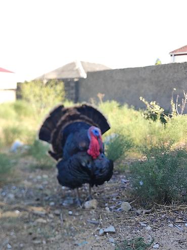 vendam kendi: Erkək, Amerika, Ətlik, Ünvandan götürmə — 7