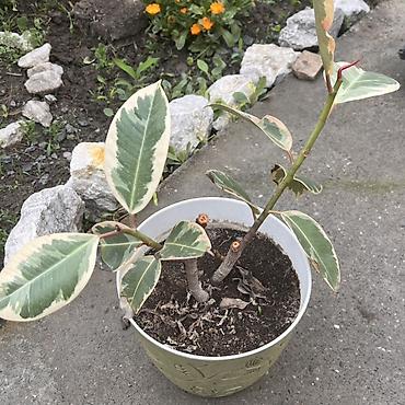 неделю: Фикус эластика вариегатный (Ficus elastica variegata) - Крупные — 4