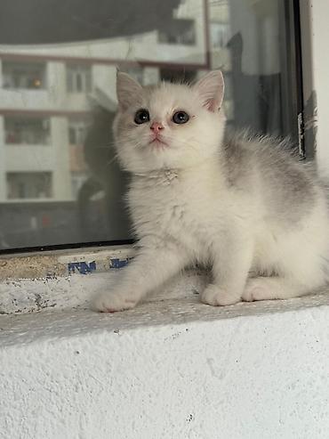 Pişiklər: Britan — 3