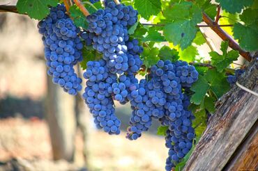 где купить винные дрожжи: КУПЛЮ виноград винных сортов