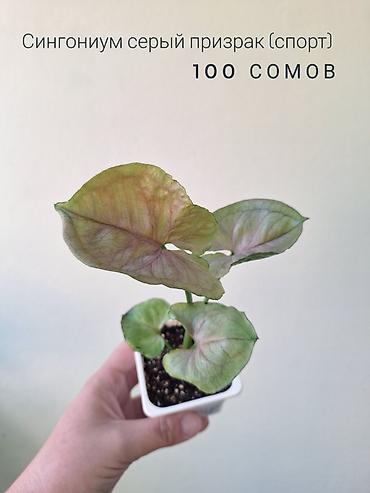 комнатный цвиты: 🌿 Комнатные растения/цветы (детки/молодые растения). 🪴 Названия и цены — 9