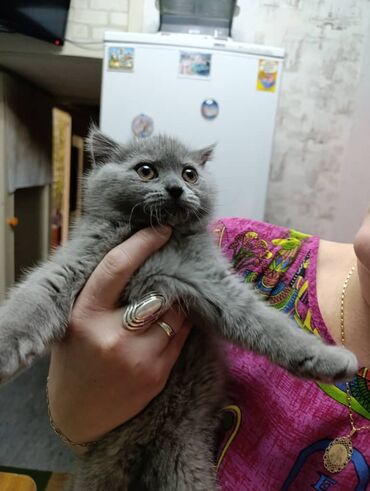 Продажа кошек: Британская короткошёрстная, 3 месяца, Девочка, Лиловый — 8