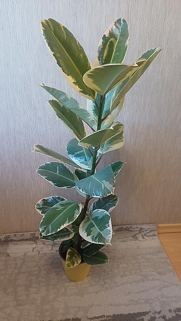 Фикусы: Фикус эластика вариегатный (Ficus elastica Tineke). - Высота растения — 2