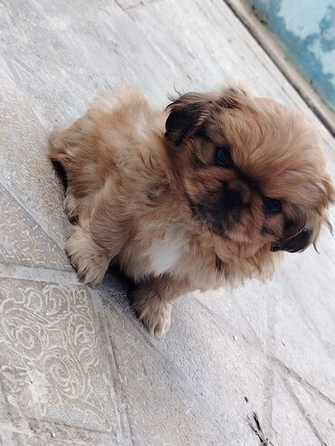 İtlər: Pekines — 11