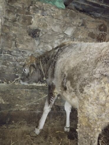 Dana, buzov: Dana, buzov, Erkək, ay: 6, Ətlik — 5