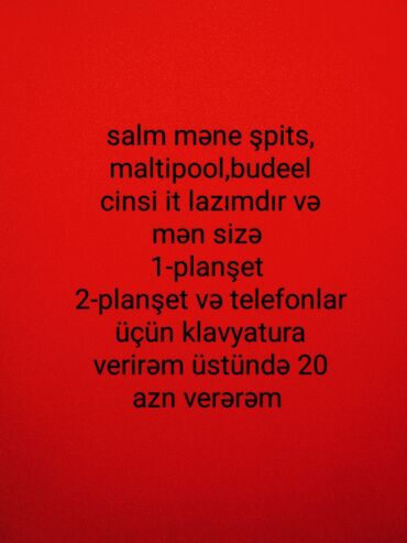 itlerin pulsuz verilmesi: Pudel, 1 ay, Erkek