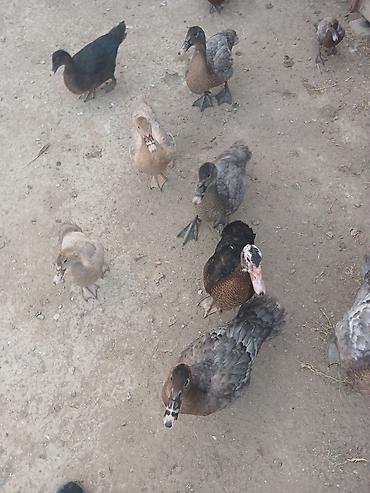 bülbül quşu satışı: Cins lal ordekler macar qara zumrud qirmizi okuz lavanda findig reng — 7