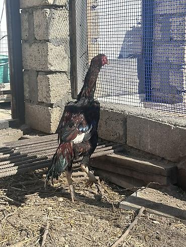 Xoruzlar: Xoruz, il: <1 — 2