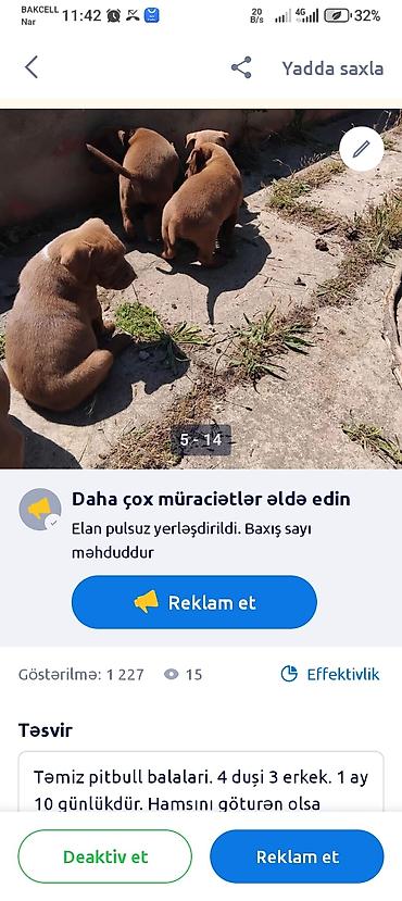 İtlər: Pitbul, 1 ay — 4