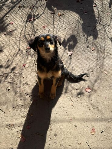 возьму собаку бесплатно: Ит бекер берилет: Жөнөкөй ит, 5 айлык, Ургаачы