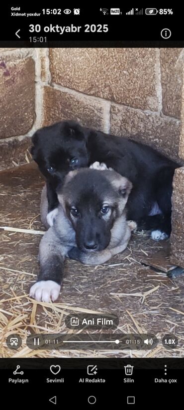 İtlər: Qafqaz çoban iti — 9