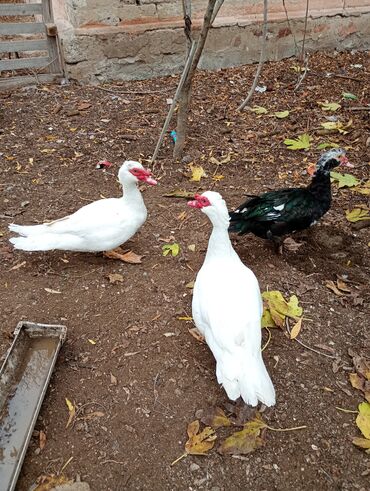 Hinduşka: Salam. olsun. Hamıya hindişka. satlır. lal ördək. satlır. ördəklər -da lalafo.az — 13 Hinduşka: Salam. olsun. Hamıya hindişka. satlır. lal ördək. satlır. ördəklər — 13