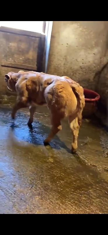 Dana, buzov: Cins buzov – ətlik istiqamət - Rəng: açıq qəhvəyi, alnında ağ ləkə - — 4