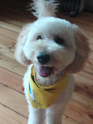 İtlər: Pudel, 8 ay, Erkek, Peyvəndli, Ünvandan götürmə — 5