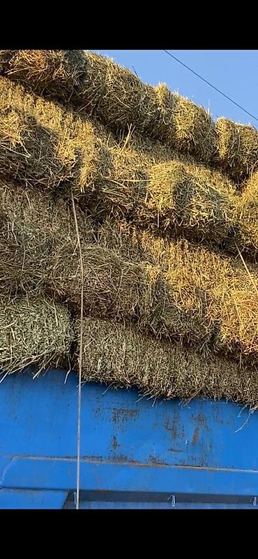 дробилка кукуруза: Продается кастра по 170 сом доставка есть — 2