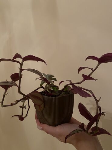 Комнатные растения: Tradeskansiya