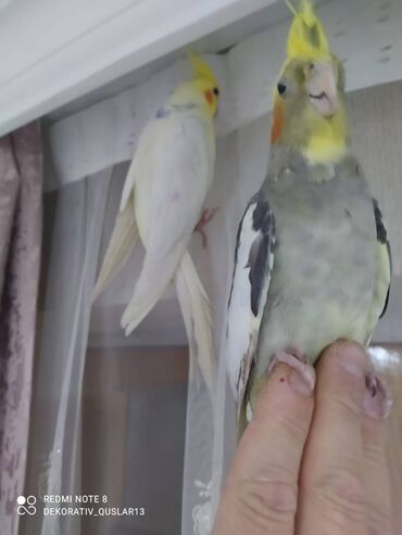 Tutuquşları: Salam danisan quslar satilir. Yaslari ferqlidir. Quslar dislemir — 8