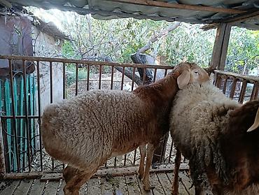 шиншилла грызун: Продаю | Баран (самец) | На забой, Для разведения — 5