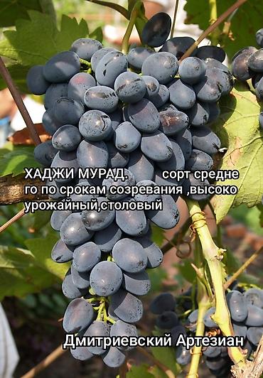 Фундук: Продажа саженцев винограда и фундука осенняя для посадки,как и — 2