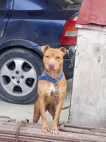 pitbullar: Retriver (erkek, 2 yaş) - 200 azn Pitbul Rednos (qız, 2 yaş) - 200 azn
