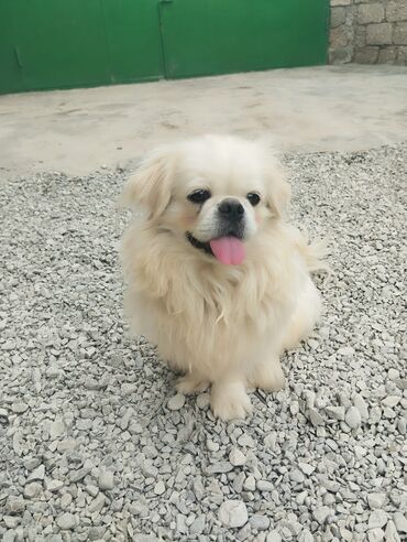 it itib: Pekines, 1 il, Erkek, Peyvəndli