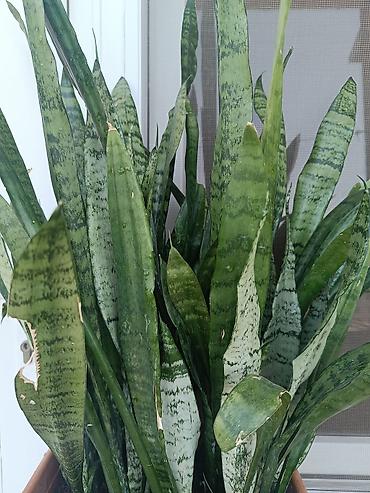 Sansevieria (Qaynanadili) – dekorativ ev bitkisi - Növ: Sansevieria