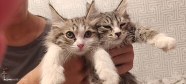 мейн кун бишкек 😺 питомник lyubushka 🐈 купить котенка 🐾 цена фото: Мейн-кун, 2 месяца, Девочка, Серый