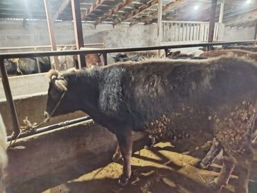 Коровы, быки: Продаю | Тёлка | Алатауская | На забой, Для разведения — 1