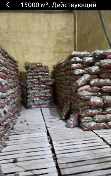 Продажа складов и мастерских: Сдаю ; Склады и Овощехранилище с секциями, можно под склад ( на любой — 4