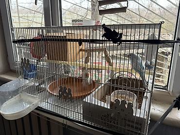 Зоотовары: Срочно!! Продаются попугаи,вместе с клеткой и другими предметамии — 4