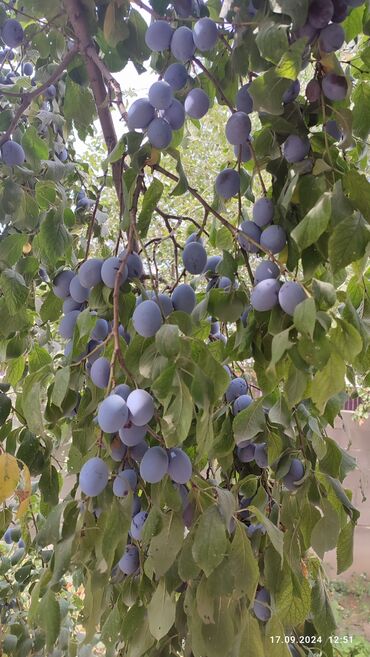 саженцы малины тарус: Уруктар жана көчөттөр Кара өрүк, Өзү алып кетүү