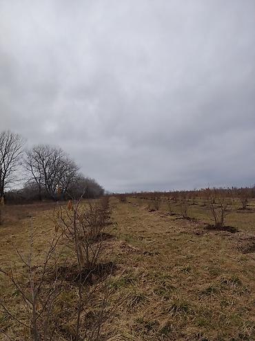 Torpaq sahələrinin satışı: Kənd təsərrüfatı -da lalafo.az — 16 Torpaq sahələrinin satışı: Kənd təsərrüfatı — 16