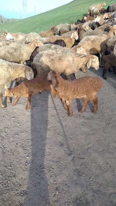 пастух ферма кашар: Требуется Пастух, Оплата Ежемесячно, Питание